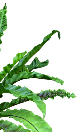 palm_image